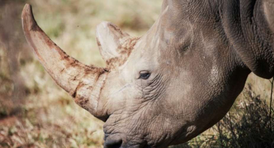 Africa had nearly 23,300 specimens of rhinoat the end of 2022, a more than five-percent rise on the previous year, according to the IUCN.  By Luca Sola (AFP/File)