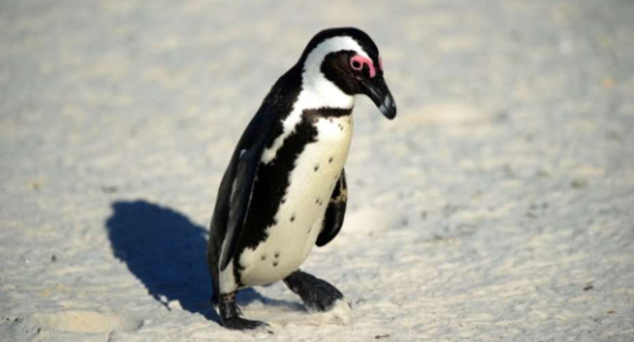 African black-footed penguins have been rated as endangered since 2010.  By JEWEL SAMAD AFPFile