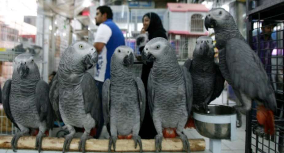 African Grey parrots on sale at a bird market in Kuwait City.  By Yasser al-Zayyat AFP