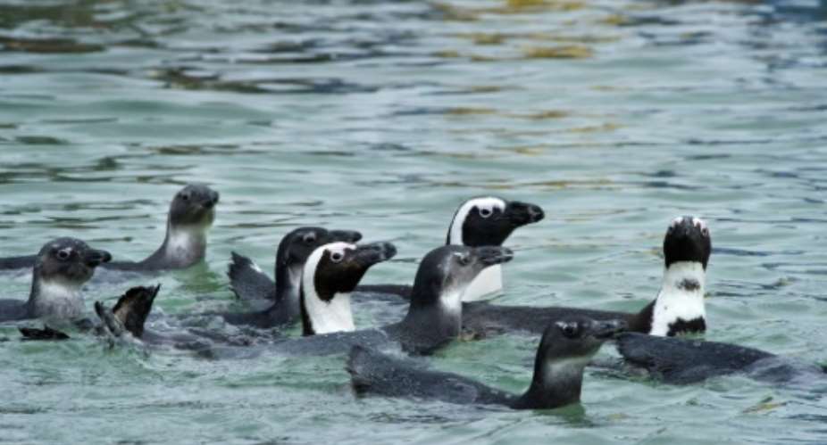 African penguins are listed as endangered.  By Rodger Bosch AFPFile