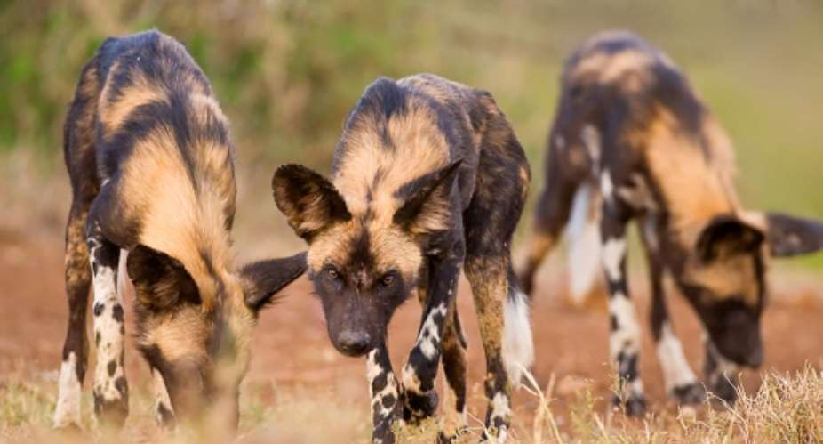 African wild dogs, elephants, buffalo, lions, giraffes, zebra and antelope have all been affected by shooting, starvation and disease, or by being forced out of their usual habitats.  By Handout LAIKIPIA WILDERNESS CAMPAFP