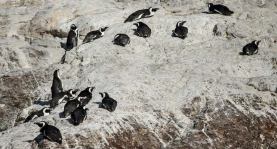 Algoa Bay, off the South African city of Port Elizabeth in the Eastern Cape province, is home to just under half the global population of African penguins.  By MARCO LONGARI AFP