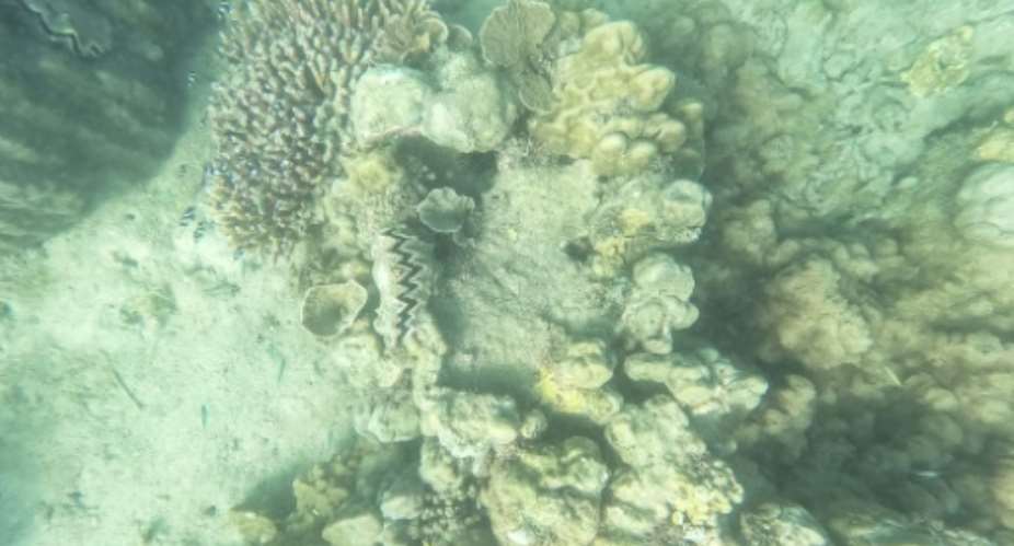 Almost a third of global coral reefs have been deemed resilient by the new study.  By Tony KARUMBA (AFP)