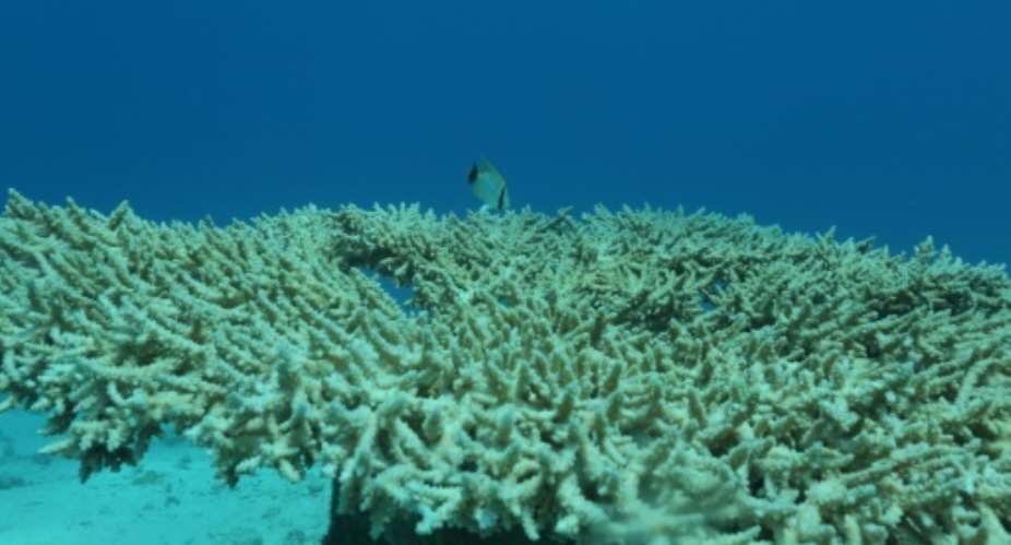 Among the ecosystems most threatened by global warming are coral reefs which bleach as oceans heat up.  By MENAHEM KAHANA AFPFile