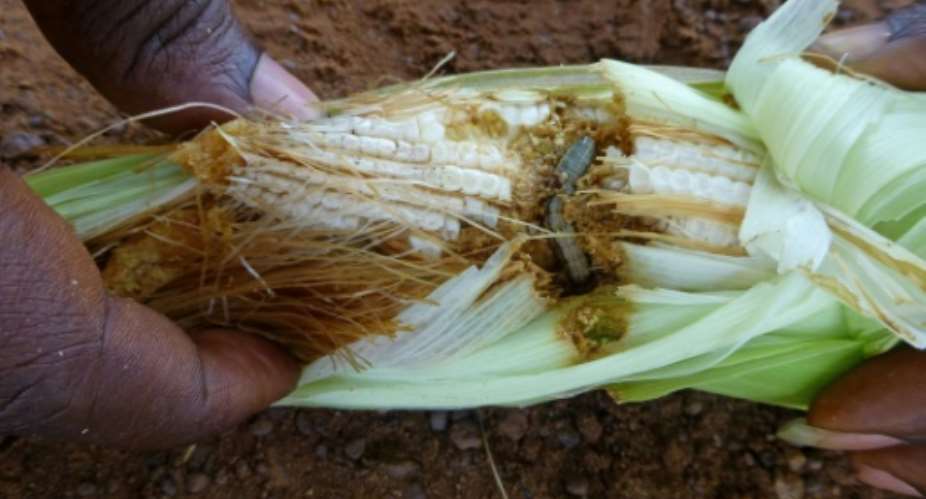 Crop-killing armyworms 'threaten African harvests'