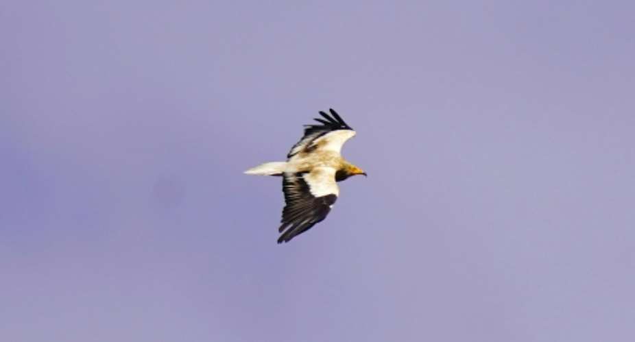 An Egyptian vulture flies over Gjirokaster, Albania.  By Raimond Kola (AFP)