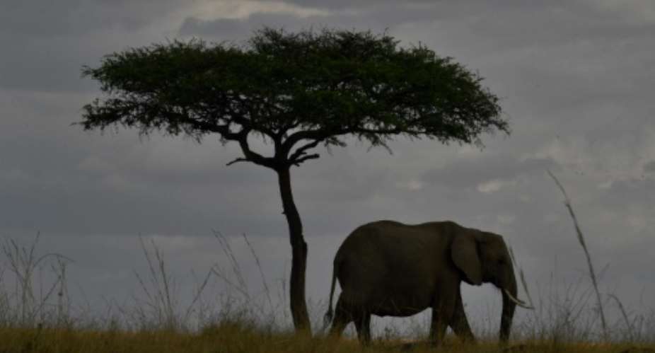An elephant walks past a tree in Kenya's Masai Mara game reserve.  By Carl de Souza AFP