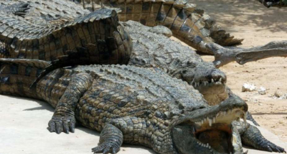 An unknown number of young Nile crocodiles are on the loose.  By FETHI BELAID AFP