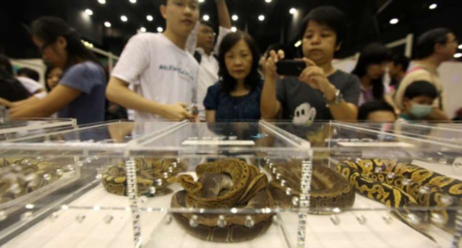 Animals such as ball pythons are popular in the Asian pet trade because of their docile nature and low space requirements, especially in crowded metropolises such as Hong Kong and Singapore.  By Ed JONES AFPFile