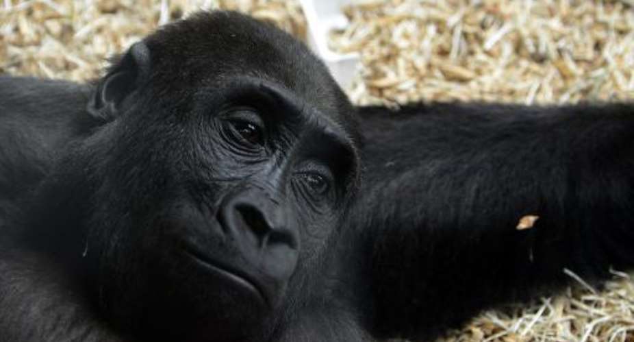 More than 22 million people live in parts of Africa where conditions exist for the Ebola virus to jump from animals like bats, chimpanzees or gorillas to humans, researchers say.  By Michal Cizek (AFP/File)