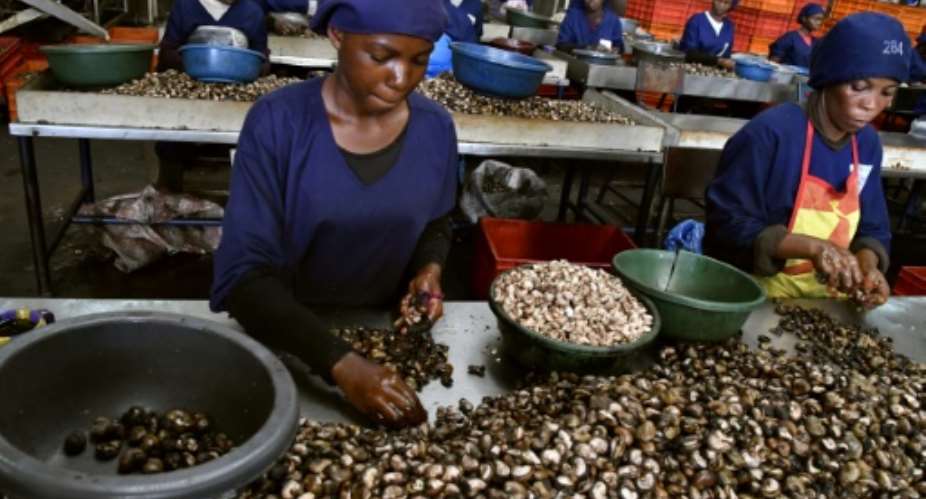 Armed with strict laws and an awareness campaign for planters, Ivory Coast is fighting the smuggling of cashew nuts.  By ISSOUF SANOGO AFPFile