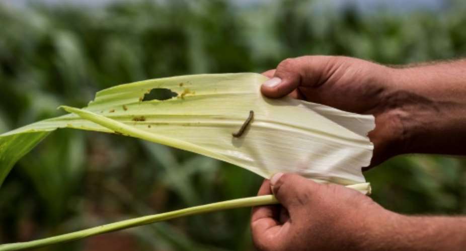 Armyworms are attacking maize plants at alarming speed on farms in South Africa.  By GULSHAN KHAN AFP