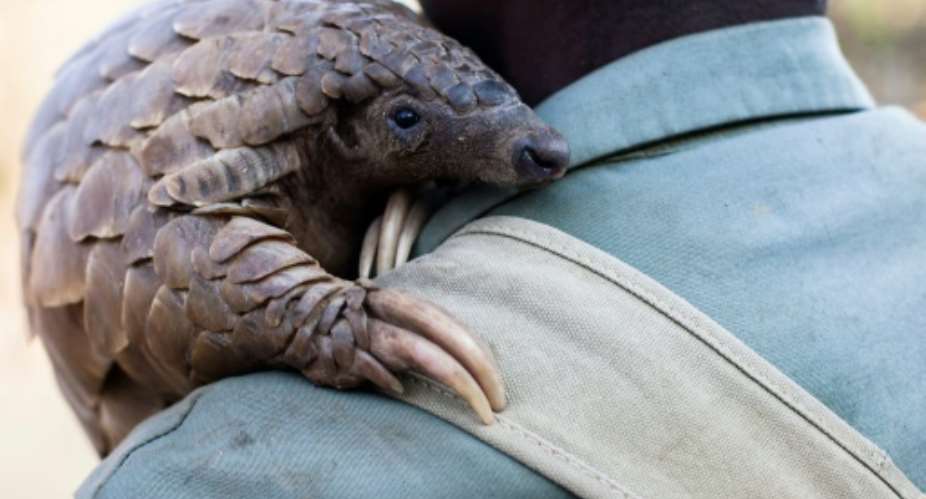 Around 100,000 pangolins are plucked from the wild each year in Africa and Asia, according to conservation group WildAid.  By Jekesai Njikizana AFP