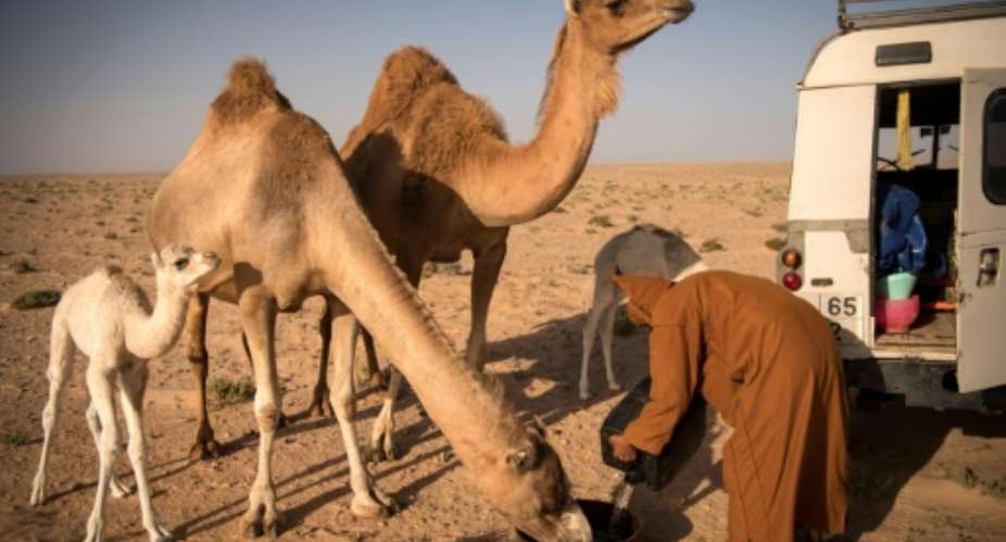 At dawn and dusk in the Western Saharan desert, Habiboullah Dlimi milks his camels by hand in the same way his ancestors used to.  By FADEL SENNA AFP