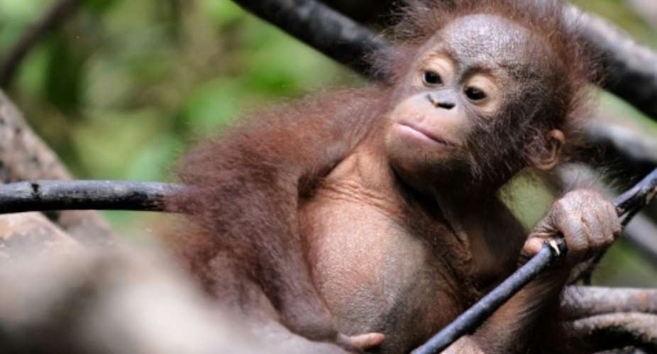 At the current pace, researchers predict that 45,000 more orangutans, slow-breeding ginger-haired apes, will be lost over the next 35 years.  By BAY ISMOYO AFPFile