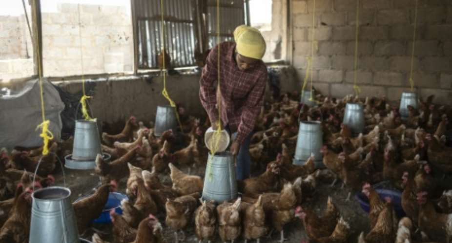 Atsuku Msenhemba Mercy feeds chickens at her Jos farm which benefits from Anatsor local start-up technology.  By OLYMPIA DE MAISMONT (AFP)