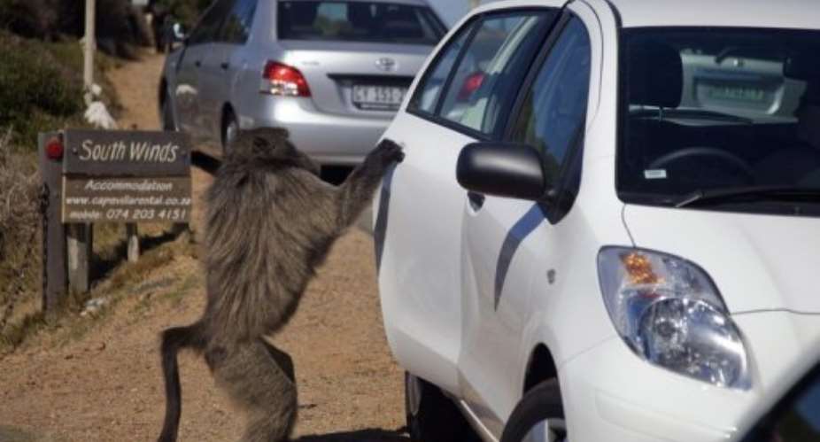 A baboon opens a car door outside Cape Point National Park near Cape Town, South Africa, in April 2010.  By Gianluigi Guercia AFPFile