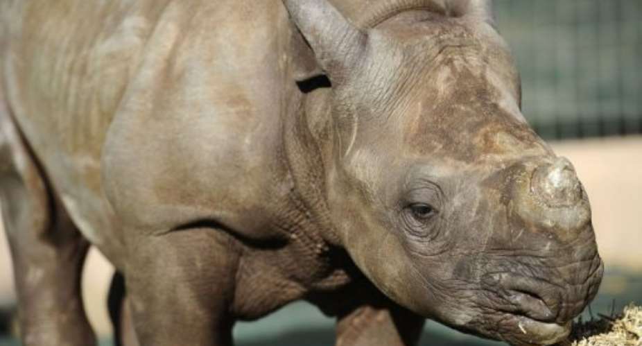 Entabeni is one of the world's only dedicated orphanages for rhino calves.  By Stephane de Sakutin AFP