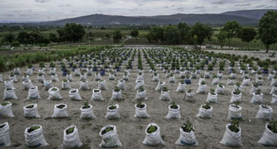 Because soil quality around the Congolese capital, Kinshasa, is relatively poor, farmers place plants in bags with a more nourishing mixture -- part of efforts to feed a country where millions face hunger.  By Glody MURHABAZI (AFP)