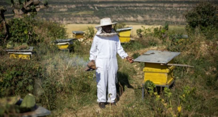 Beekeeper Amanuel Hiluf says he is only able to produce a fraction of the honey he made before the war in Tigray.  By Michele Spatari (AFP)