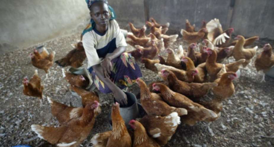 The Bill  Melinda Gates Foundation has partnered with the global development group Heifer International to donate some 100,000 chickens to families in sub-Saharan Africa living on less than 2 a day.  By Pius Utomi Ekpei AFPFile