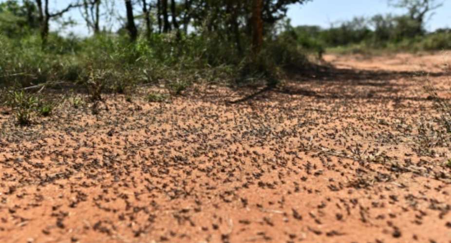 Billions of desert locusts, some in swarms the size of Moscow city, have already chewed their way through Ethiopia, Somalia, Kenya, Djibouti, Eritrea, Tanzania, Sudan, South Sudan and Uganda.  By TONY KARUMBA AFP