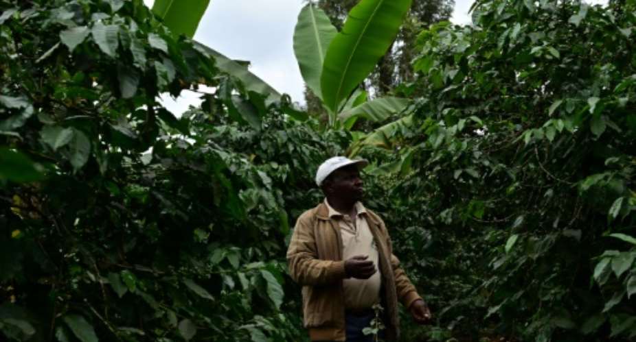 Biogas bounty: Kenyan farmer Josphat Muchiri looks at his flourishing coffee trees -- their harvest has doubled thanks to fertiliser from his cow-dung biodigester, he says.  By TONY KARUMBA AFP