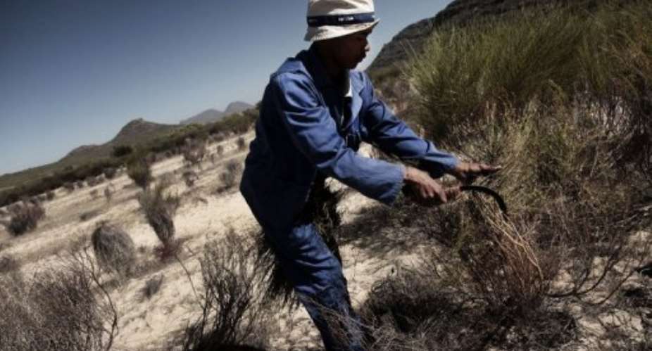 A farm worker harvests rooibos tea in Clanwilliam, South Africa in Februray 2012.  By Nathalie Bardin (AFP/File)