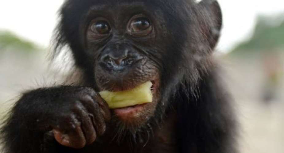 An orphaned bonobo eats sugar cane on March 5, 2013 after being rescued by staff of the Lola ya bonobo.  By Junior D. Kannah AFP