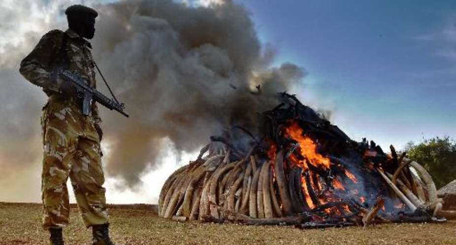 A Kenya Wildlife Services KWS officer stands near a burning pile of elephant ivory seized in kenya at Nairobi National Park on March 3, 2015.  By Carl De Souza AFPFile