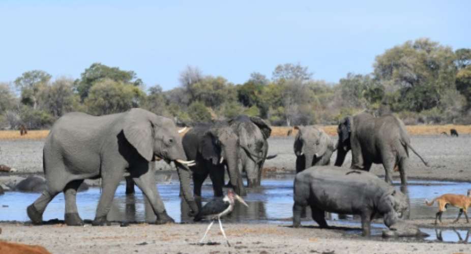 Botswana is home to some 130,000 elephants.  By MONIRUL BHUIYAN AFPFile