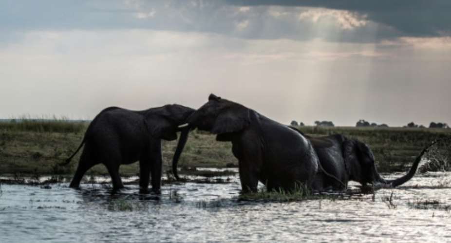 Botswana mulls reviewing a 2014 ban on hunting for sport.  By Chris JEK AFPFile