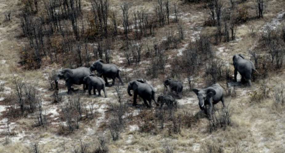 Botswana said it was overturning a 2014 ban introduced to reverse a decline in the elephant population with ruling party lawmakers claiming wild animal numbers have become unmanageable.  By MONIRUL BHUIYAN AFPFile