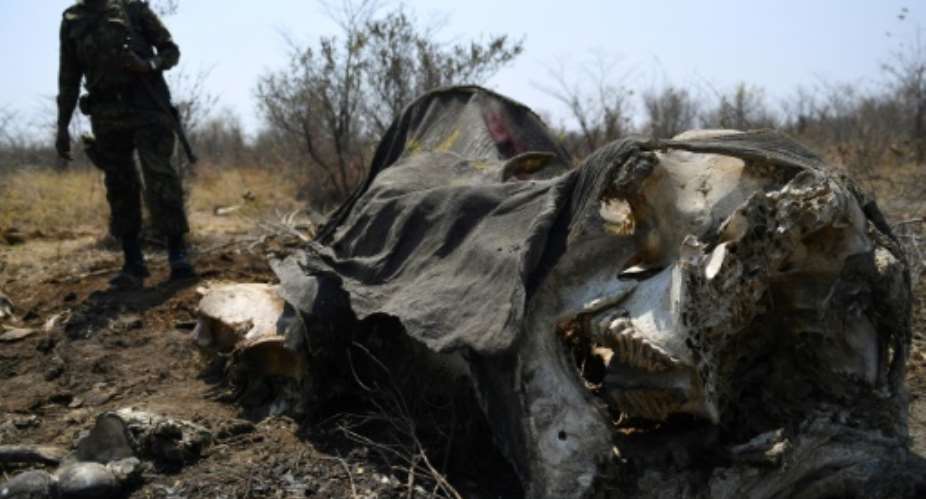 Botswanan authorities showed journalists the carcasses of dead elephants in the Chobe National Park but denied an alleged rise in poaching.  By MONIRUL BHUIYAN AFP