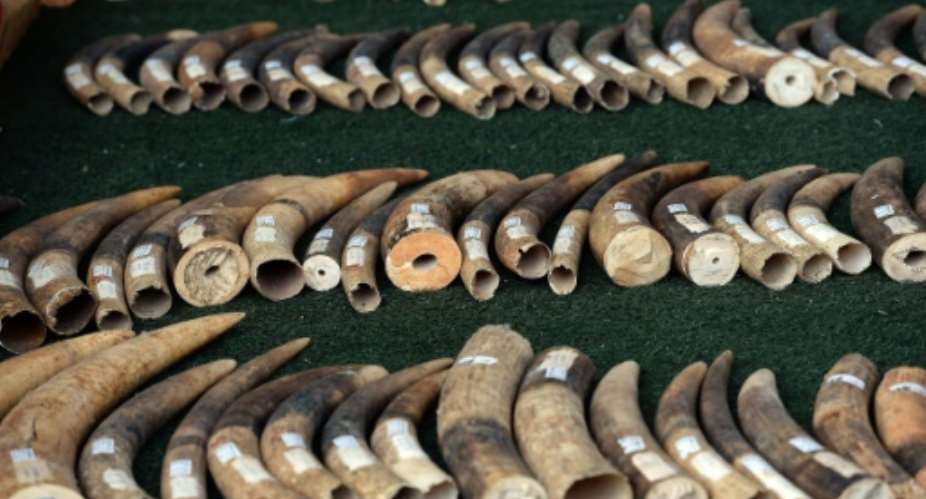 Elephant tusks are displayed by wildlife officials after more than 700 kilogrammes of ivory items were seized on the island of Koh Samui, in Bangkok on December 18, 2015.  By Christophe Archambault AFPFile