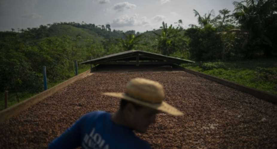 Brazil produced almost 300,000 tonnes of cocoa in 2024, according to the latest figures from the statistics agency.  By MAURO PIMENTEL (AFP/File)
