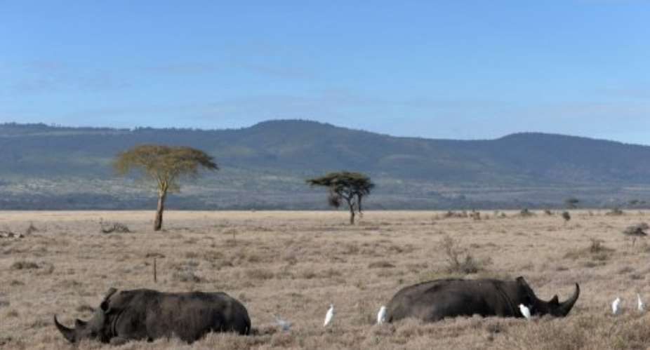 Two male rhinos lie in the savannah at the Lewa Wildlife Conservancy on December 10, 2010.  By Roberto Schmidt AFPFile