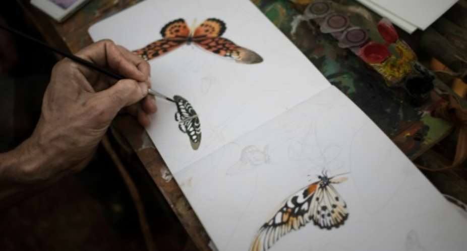 Brush strokes: The expedition's draftsman draws an African giant swallowtail and other species.  By FLORENT VERGNES AFP