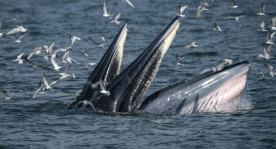 Bryde's whales can weigh up to 30 tons when mature and typically eat krill and fish.  By Lillian SUWANRUMPHA AFPFile
