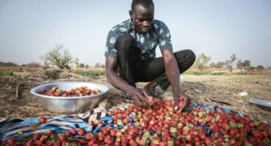 Burkina strawberries are considered 'red gold' in the Sahel.  By FANNY NOARO-KABR AFP