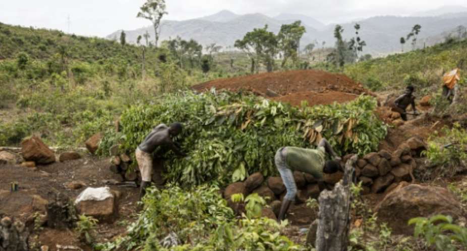 Burning tree trunks to produce charcoal for use as a cheap fuel is illegal in the protected rainforest in Sierra Leone.  By PATRICK MEINHARDT (AFP)