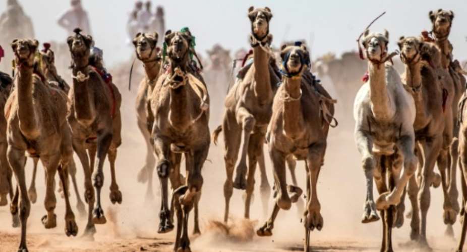 Camels run on a dirt track during a race in Egypt's South Sinai desert after a hiatus of more than six months due to the coronavirus outbreak.  By Khaled DESOUKI AFP
