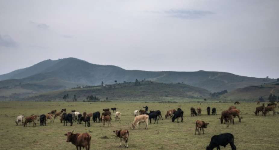 Cattle herding is a major part of the economy in eastern DR Congo.  By ALEXIS HUGUET AFP