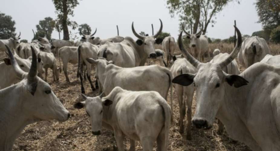 Cattle owned by Fulani herdsmen graze in a field outside Kaduna, northwest Nigeria in 2017.  By STEFAN HEUNIS AFPFile