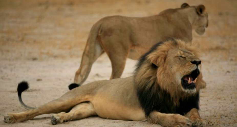 Cecil was killed by  American dentist and  trophy hunter Walter Palmer. Researchers now confirm that a trophy hunter has shot dead one of his cubs.  By - ZIMBABWE NATIONAL PARKSAFPFile