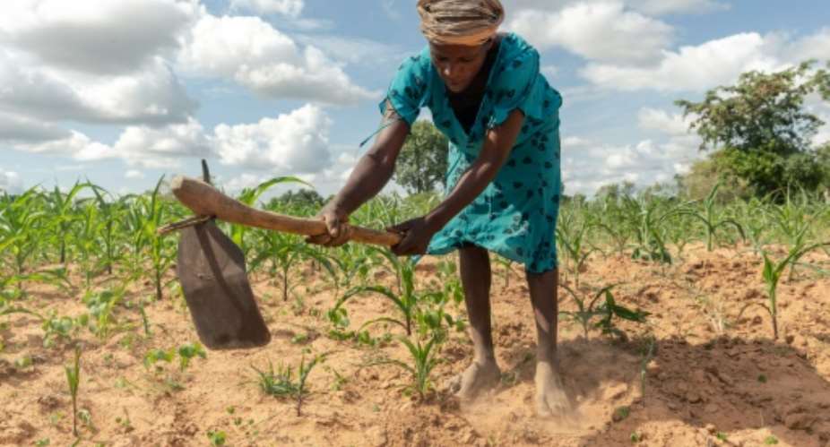 Climate extremes: A year ago, Josephine Ganye's home in Buhera, eastern Zimbabwe, was hit by a devastating cyclone. Now she is struggling with a crippling drought.  By Jekesai NJIKIZANA (AFP)