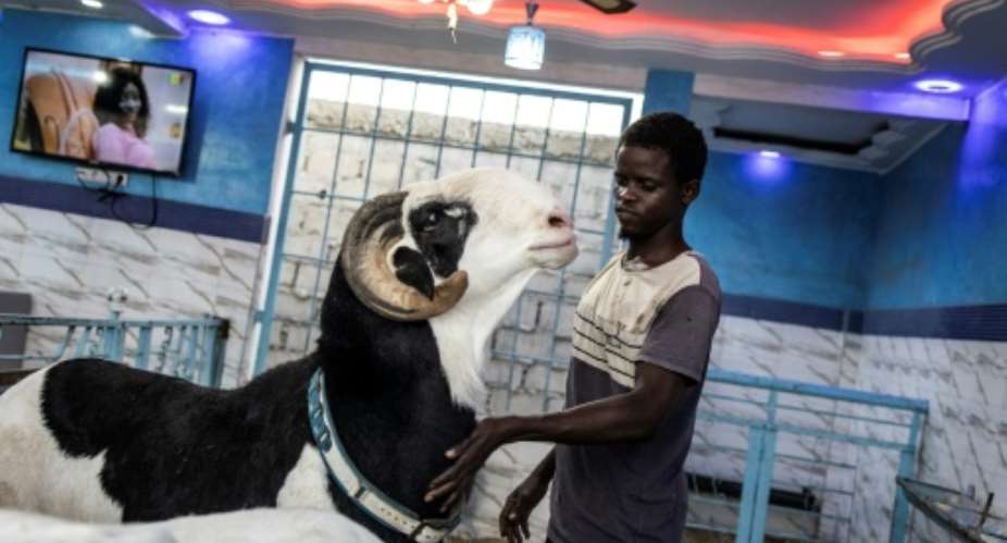 Cobra, a prize-winning ram of the Ladoum breed, is worth many thousands of US dollars to his Senegalese owner.  By JOHN WESSELS AFP