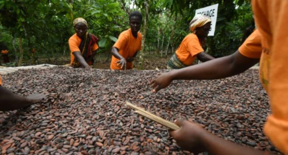 Cocoa accounts for 40 percent of the Ivory Coast's exports but the country only earns about eight percent of total profits in the cocoa-chocolate sector.  By ISSOUF SANOGO AFPFile