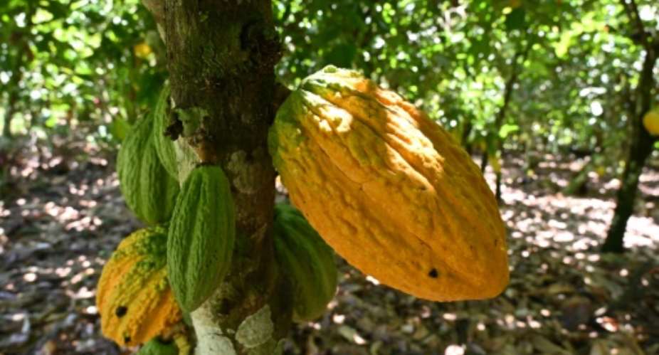 Cocoa pods in an Ivory Coast plantation. The world's chocolate market is estimated to be worth more than 100 billion but little of it trickles down to the farmers.  By Issouf SANOGO AFPFile