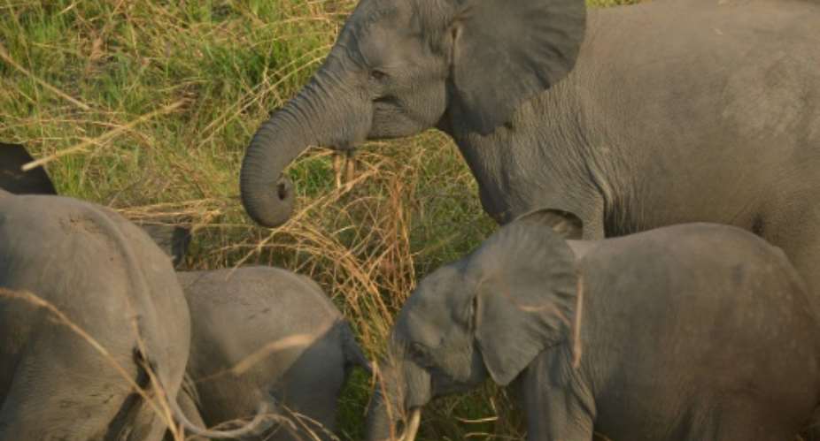 Congo had only recently been praised by UNESCO for elephant conservation efforts.  By TONY KARUMBA AFPFile